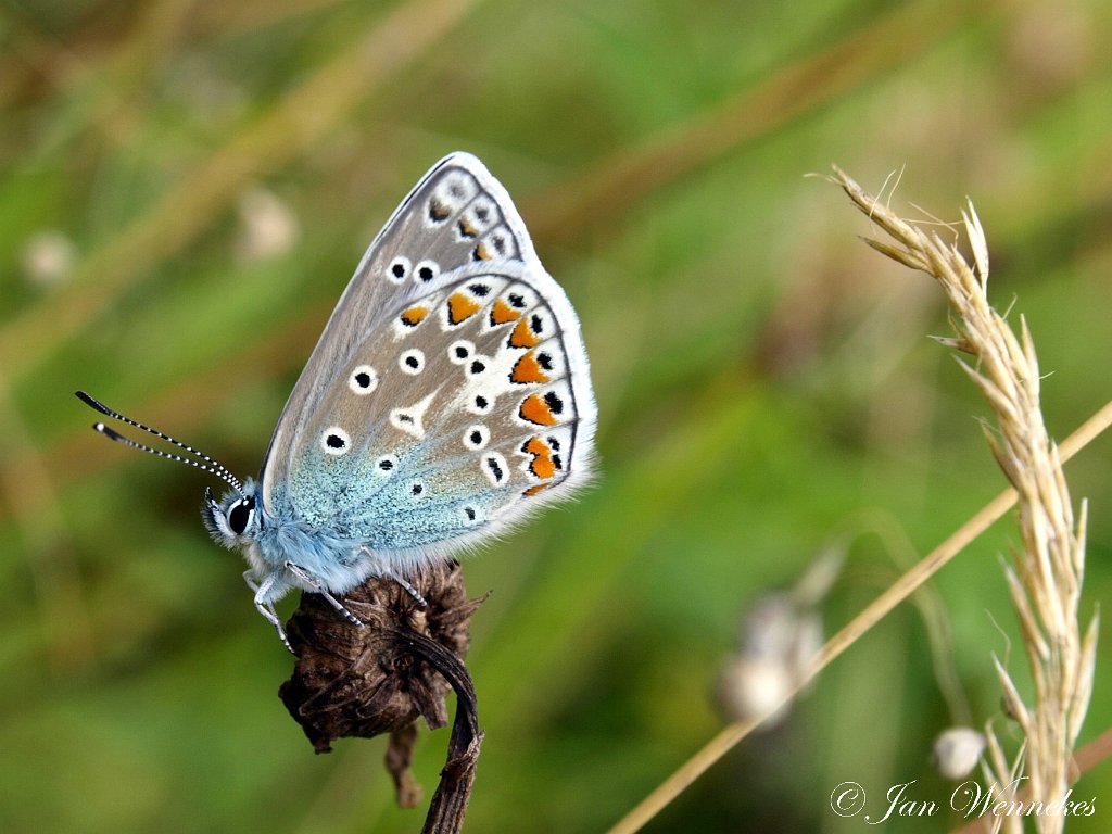 Icarus blauwtje,  Polyommatus icarus.JPG